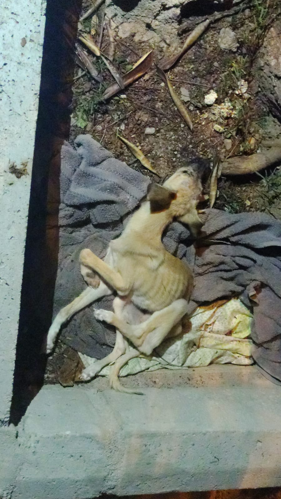 Policías lograron rescatar a canino en total estado de abandono y desnutrición