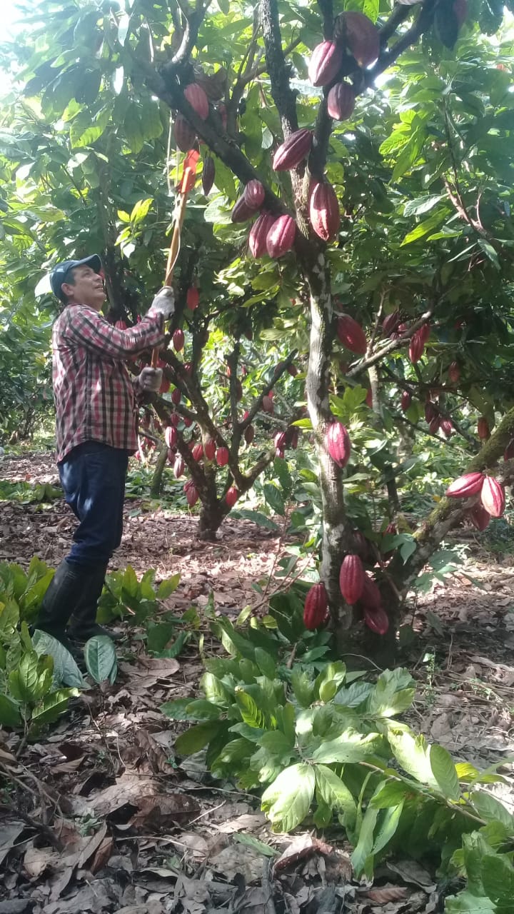    La producción de cacao en Colombia ha venido creciendo de manera importante en los últimos años.