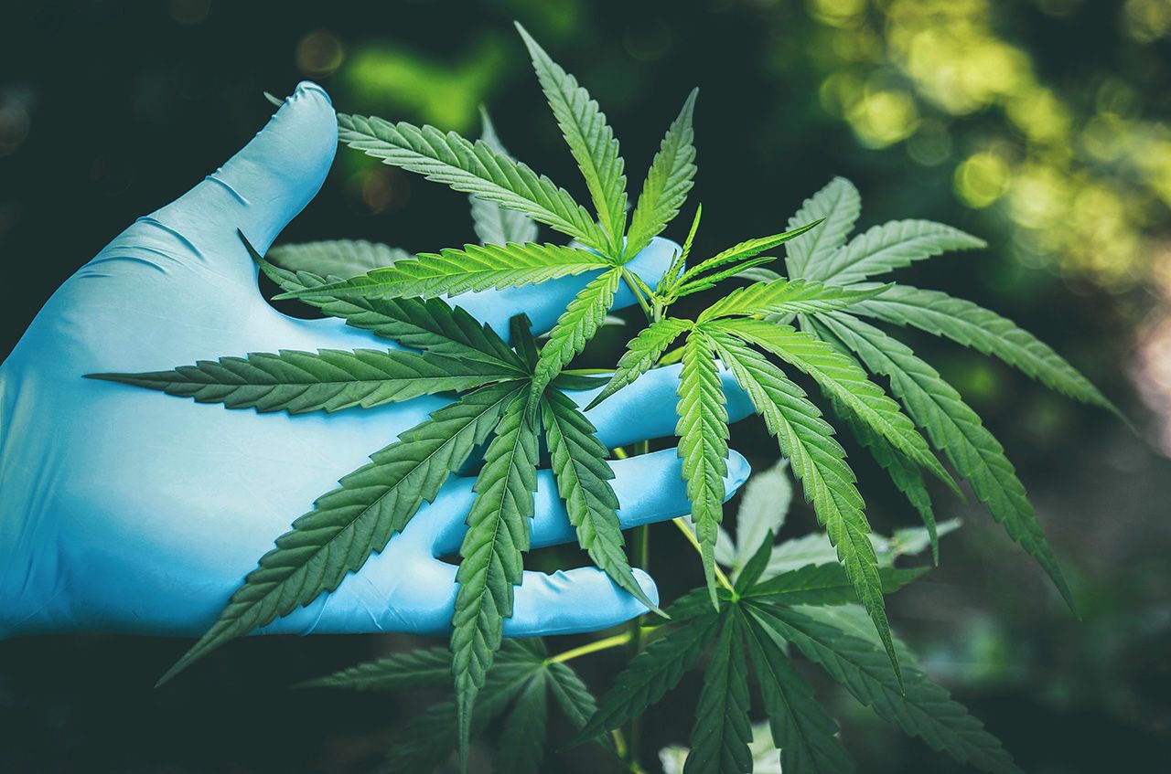 El Huila contará con Comité Departamental De Cannabis Medicinal