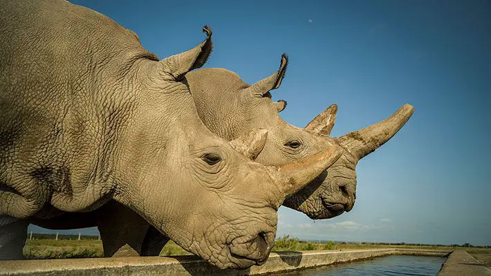 Consiguen embriones de rinoceronte blanco del norte para salvar a la especie de la extinción