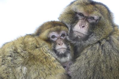 Los macacos se relacionan más tras una catástrofe