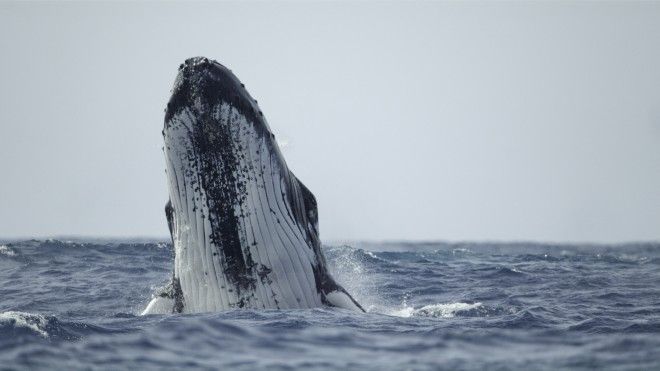 Documental revela los secretos de las ballenas