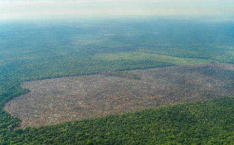 La Amazonía perdió 2,3 millones de hectáreas en 2020, su tercer peor registro