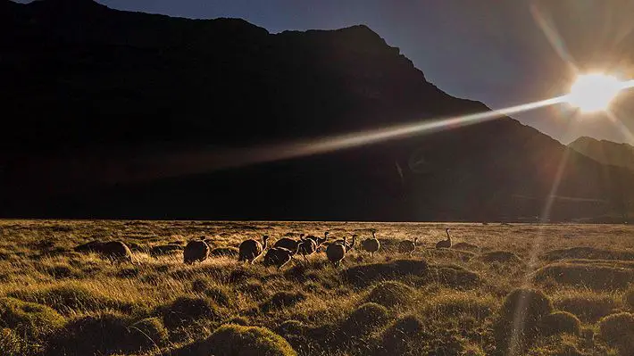 Ejemplares de ñandú volvieron a su hábitat natural en la Patagonia chilena