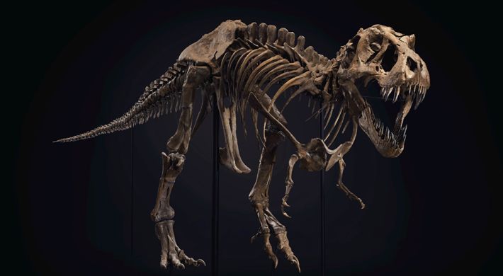 Estudio asegura que unos 2.500 millones de Tiranosaurios rex habitaron la Tierra