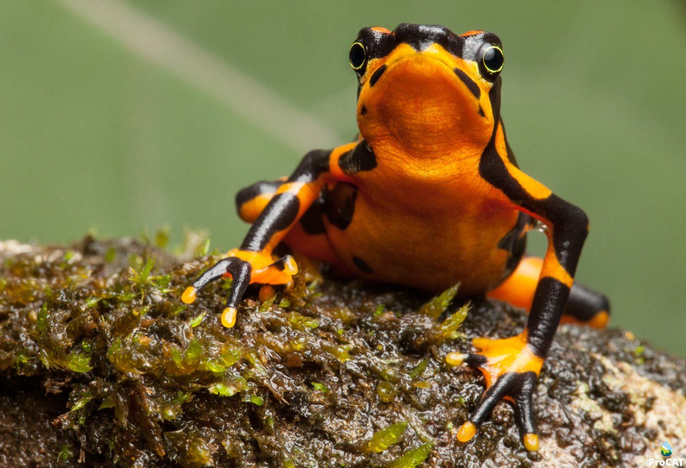 Hallan una nueva especie de rana arlequín en la selva entre Panamá y Colombia
