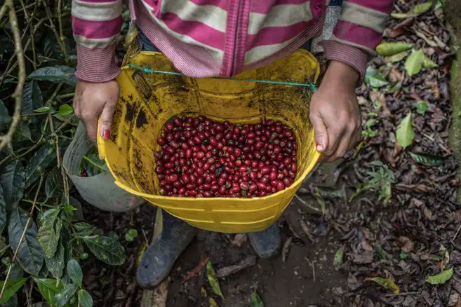 El Huila busca consolidarse como el principal productor de café a nivel nacional