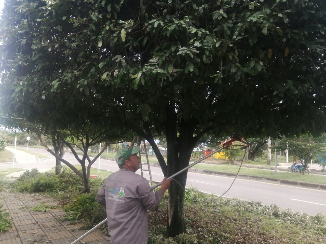 El cuidado de los árboles garantiza calidad ambiental en la ciudad.