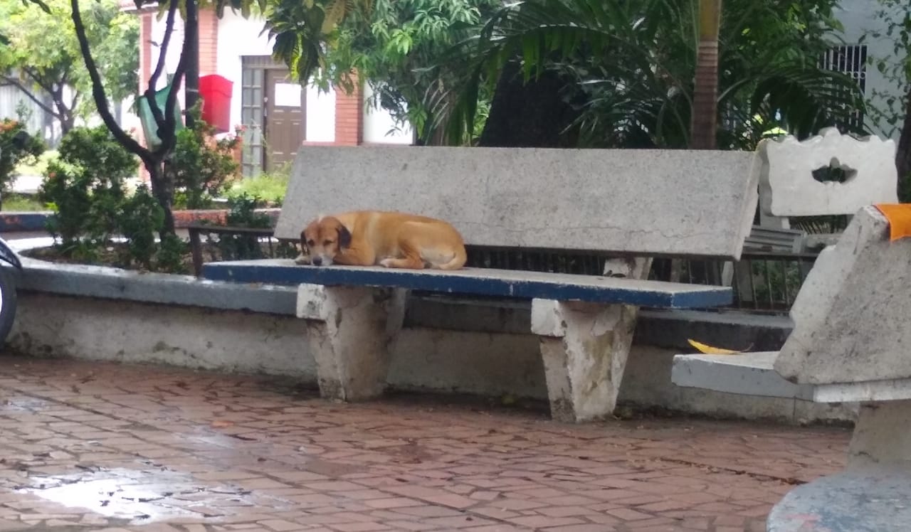 Los perros callejeros encuentran un lugar de atención. Los cuida la comunidad y la policía