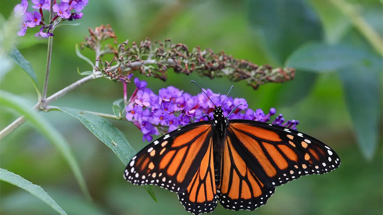 Clima y topografía ayudan a mariposas frente al cambio climático