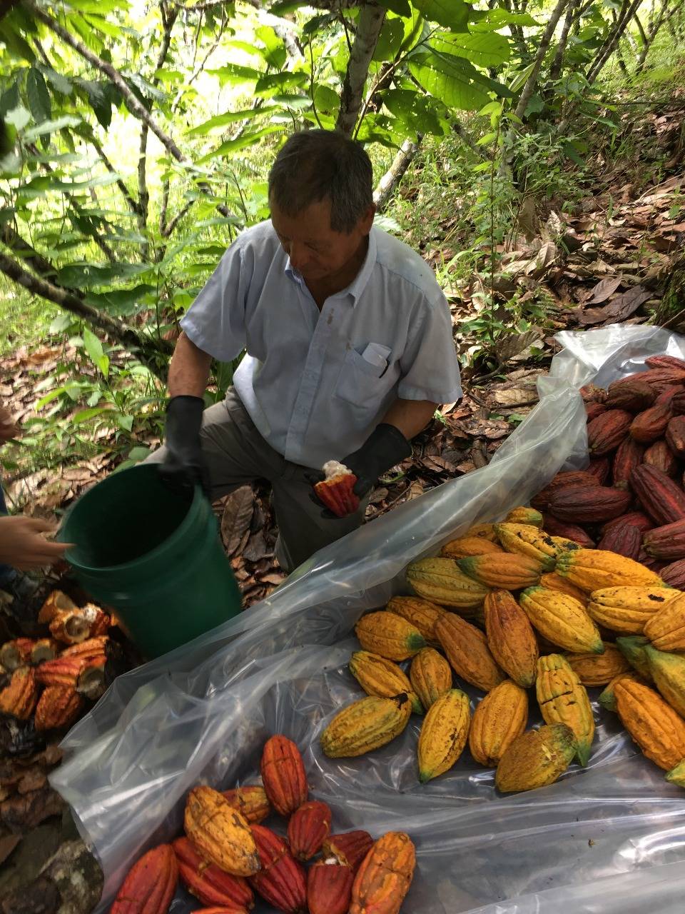 El cacao sigue avanzando con récord en la producción