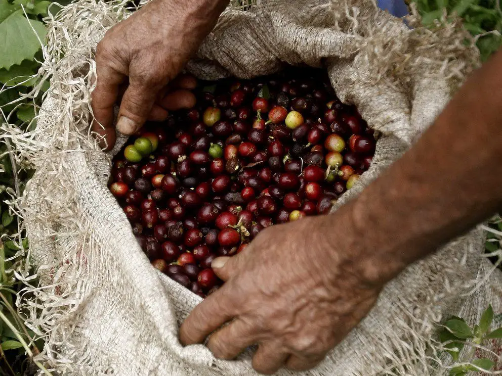 Producción de café jalona el PIB agropecuario de 3,3%
