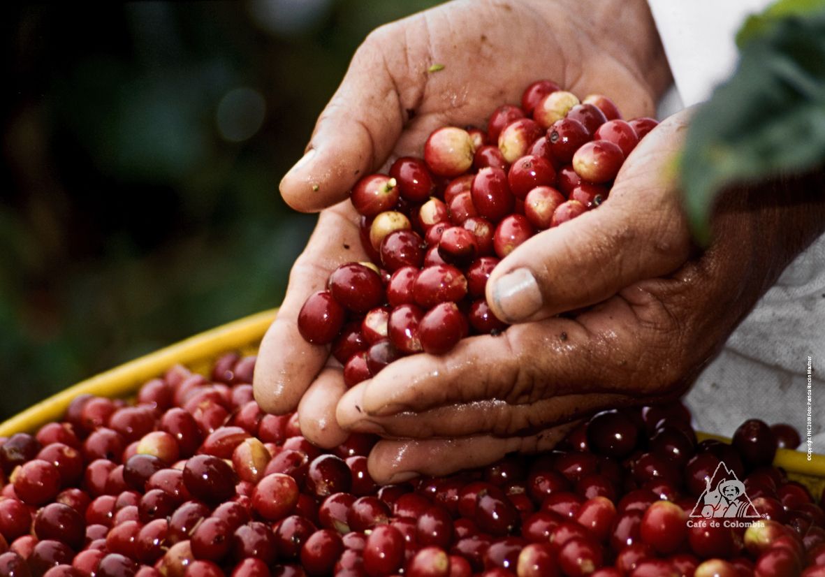 Producción de café creció 9% en abril
