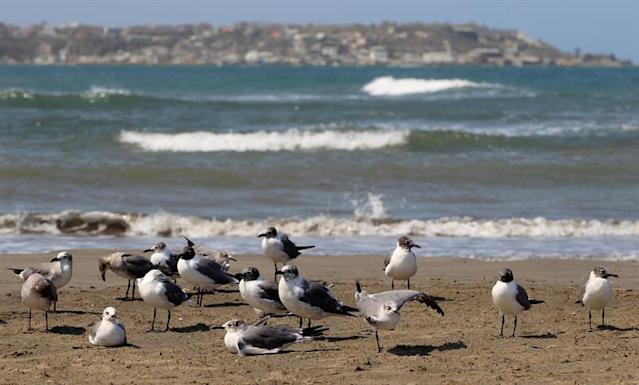 Las aves marinas empiezan a reproducirse menos por la crisis climática