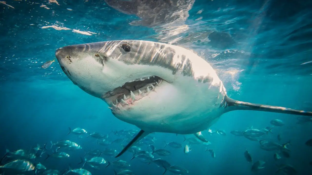 Los tiburones usan campos magnéticos para orientarse