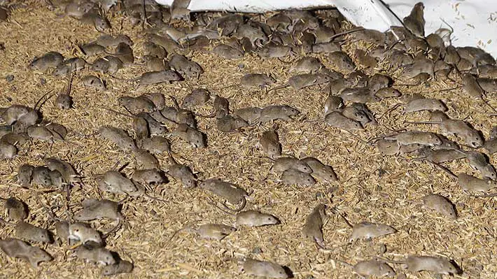 Plaga de ratones «sin precedentes» afecta a granjeros australianos