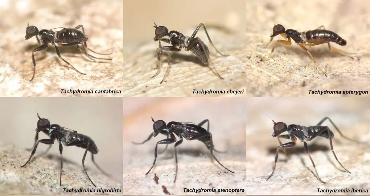Descubren cuatro especies de mosca-hormiga únicas de la Península Ibérica