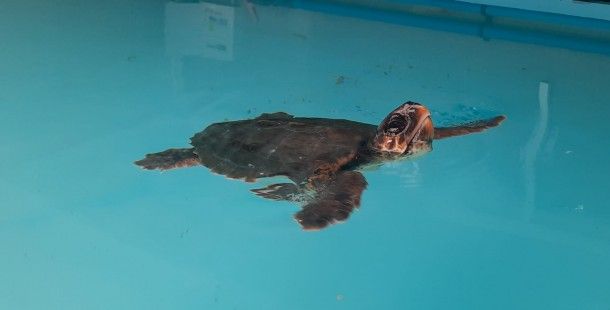 Liberan en Cabo de Gata a la tortuga ‘Paqui’ tras recuperarse de una neumonía