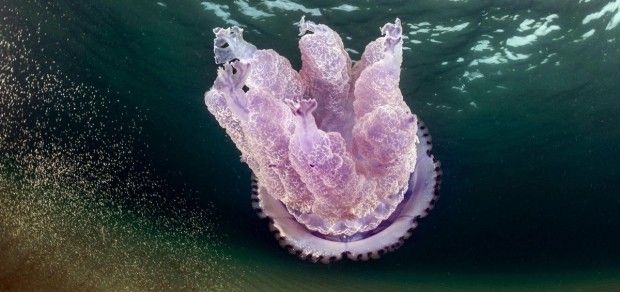Identifican nueva especie de medusa