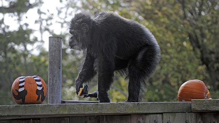 Murió Cobby, el chimpancé en cautiverio de mayor edad en EE.UU.