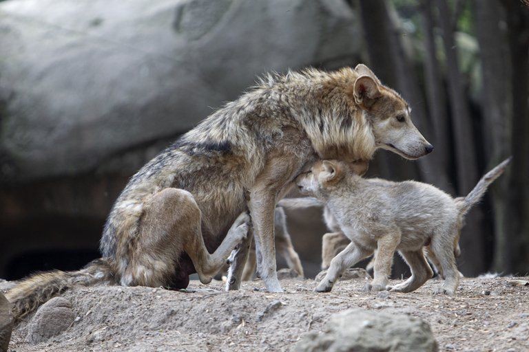 Los cachorros de lobo mexicano en el zoológico de Chapultepec
