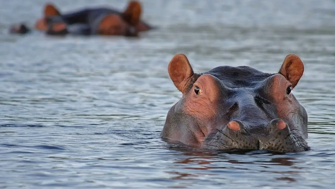 Hipopótamo persiguió a una lancha con turistas en Kenia