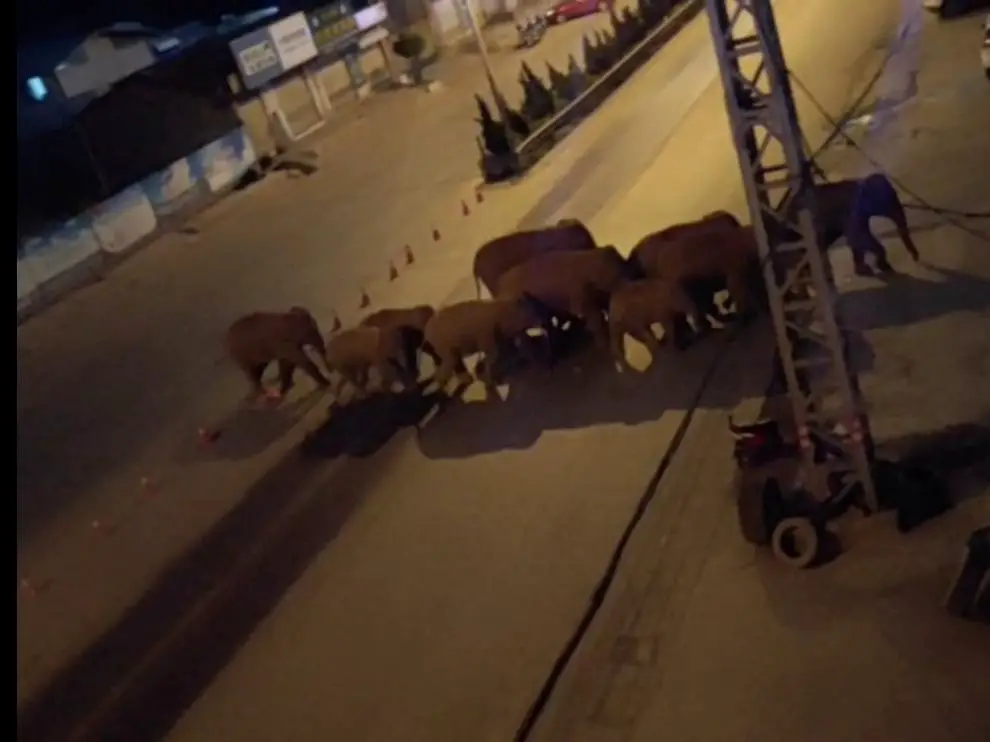 Elefantes atraviesan varios pueblos durante su migración en China