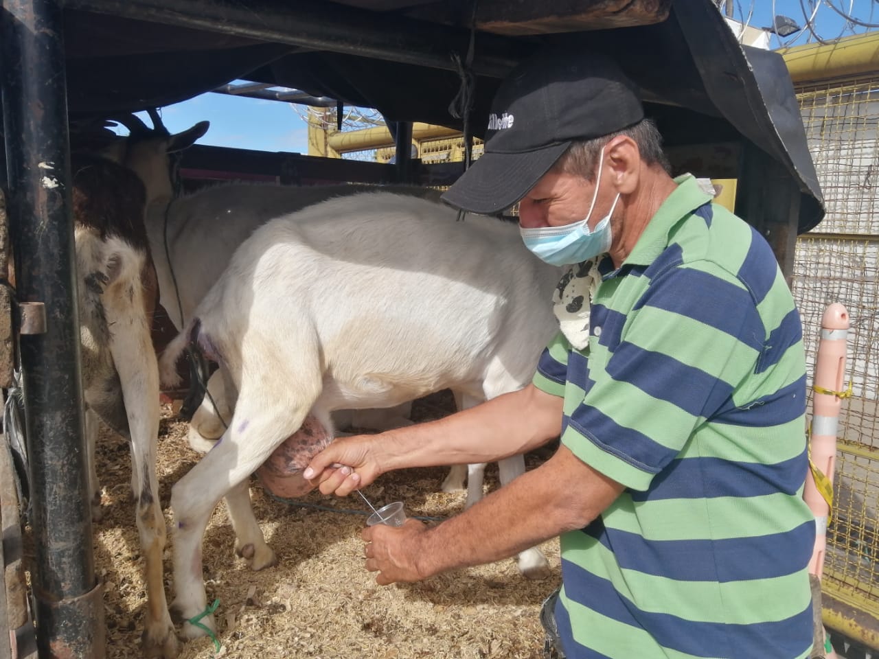 Dueño de un rebaño y vendedor de leche de cabras