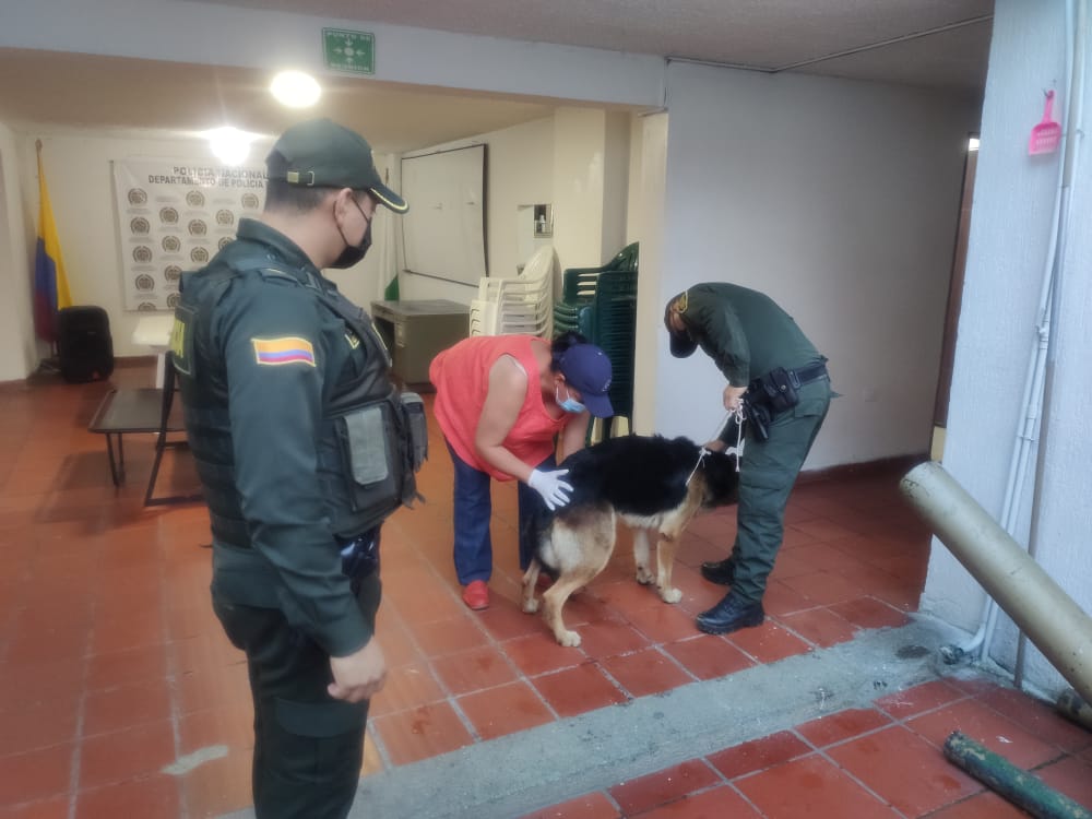 Policía Huila rescata en La Argentina a perro maltratado