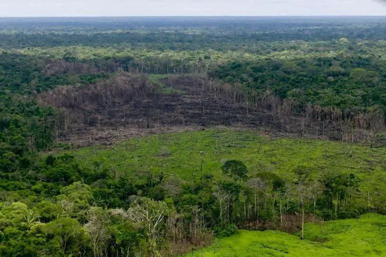 La deforestación en Colombia creció un 8 % durante 2020