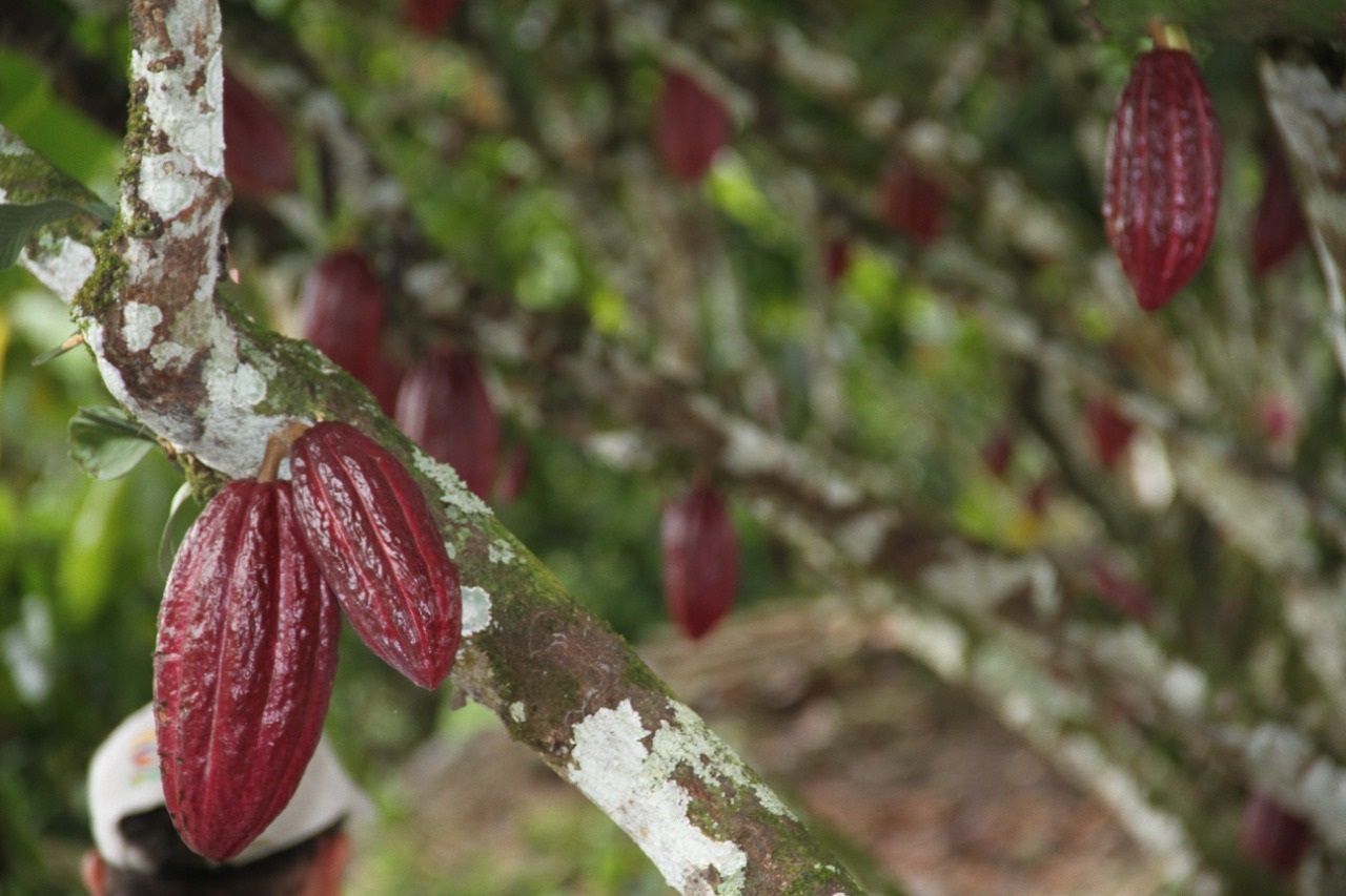 ¿Qué está pasando con los precios del Cacao?