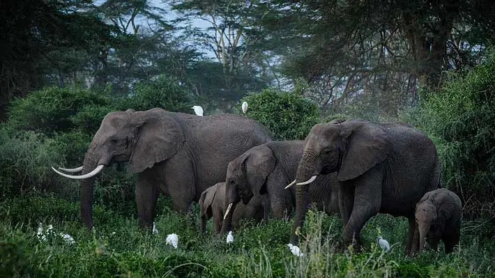 Organización planea trasladar a 13 elefantes desde Reino Unido a Kenia