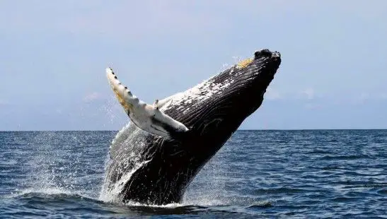 Avistadas 222 ballenas en el litoral Catalán