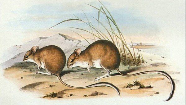 Hallan rastros de un ratón que se creía extinto hace más de 150 años en Australia