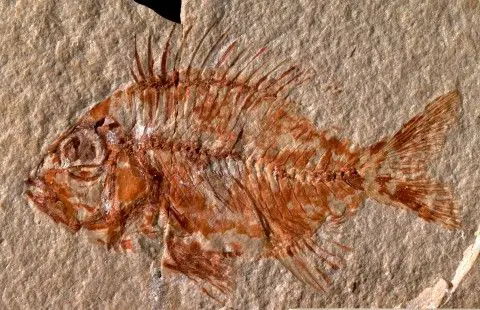 Hallan nueva especie de pez en México que vivió hace 95 millones de años