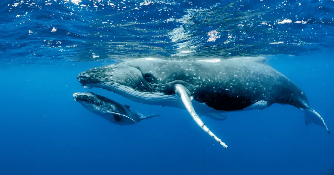 Colombia da la bienvenida a las ballenas jorobadas