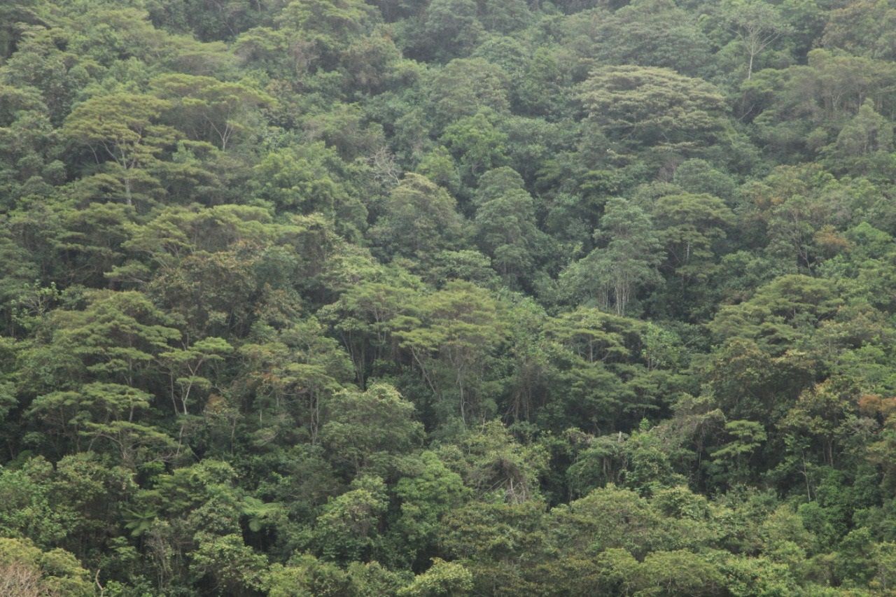 Disminuye índice de deforestación en el Huila