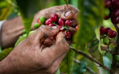 Café Colombiano en auge