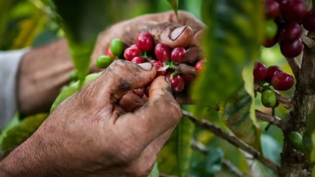 Café Colombiano en auge