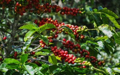 Récord del café colombiano: ¿bonanza o ilusión?