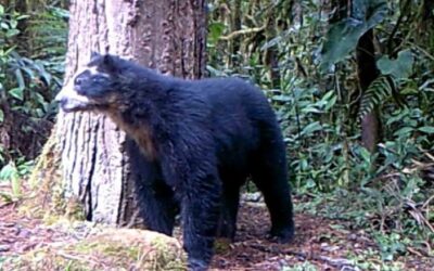 Después de cuatro años reapareció ‘Izumi’, el oso de anteojos del sur del Huila