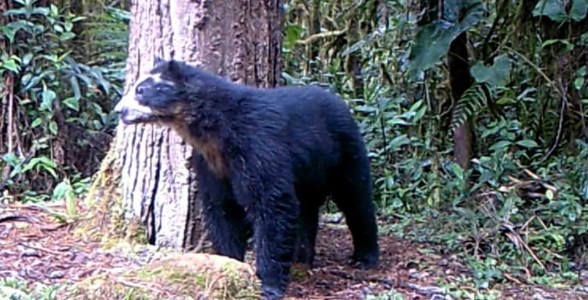 Después de cuatro años reapareció ‘Izumi’, el oso de anteojos del sur del Huila