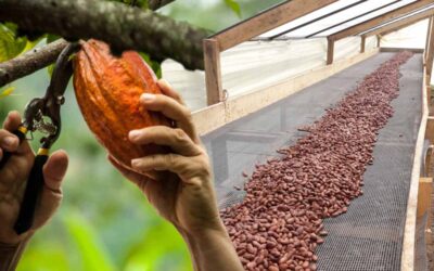 Exportaciones de cacao del Huila crecen un 277,3 % a nivel internacional en 2024