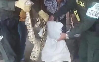 Rescatan boa constrictor en la Comuna Uno de Neiva