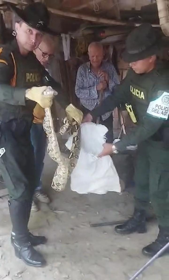 Rescatan boa constrictor en la Comuna Uno de Neiva