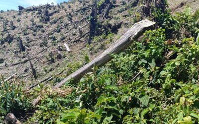 Operativos contra la deforestación en el Parque Nacional Natural Cueva de los Guacharos