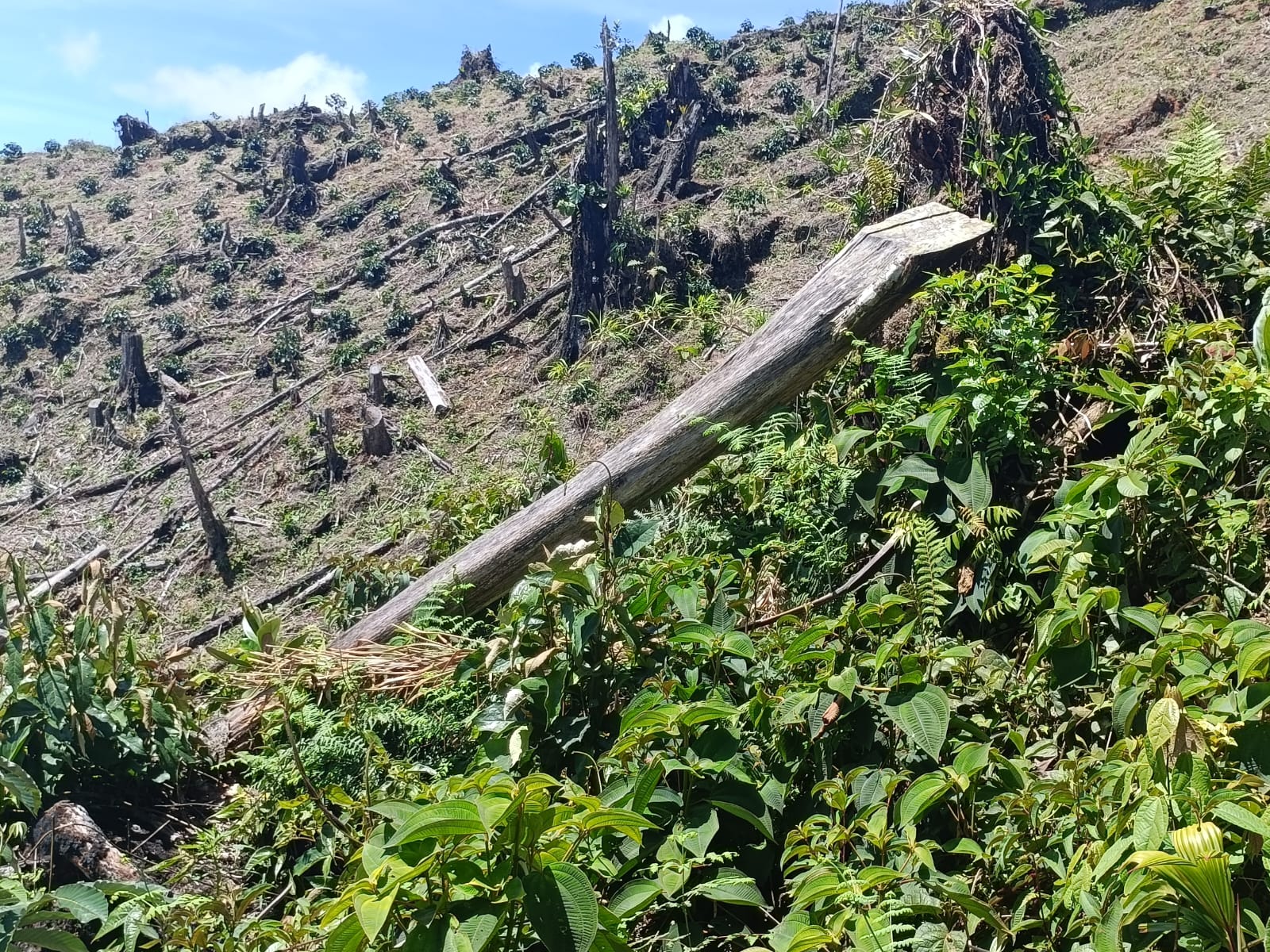 Operativos contra la deforestación en el Parque Nacional Natural Cueva de los Guacharos