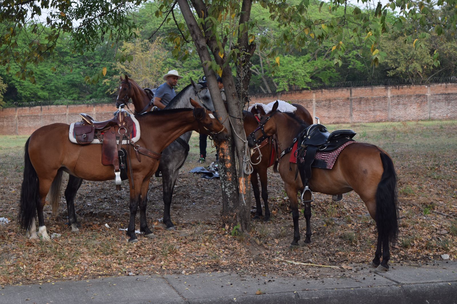 Nueve votos reavivan debate sobre consumo de licor en cabalgatas