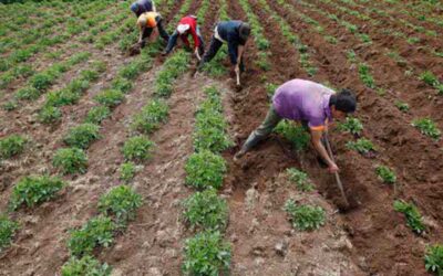 Gobierno elimina aranceles para insumos agropecuarios durante un año