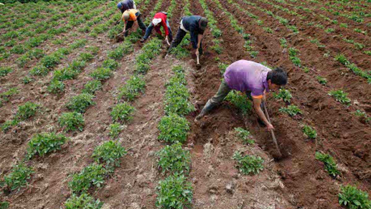 Gobierno elimina aranceles para insumos agropecuarios durante un año